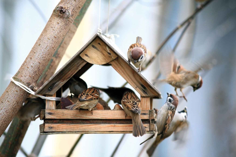 Les bons gestes à adopter pour son jardin en hiver