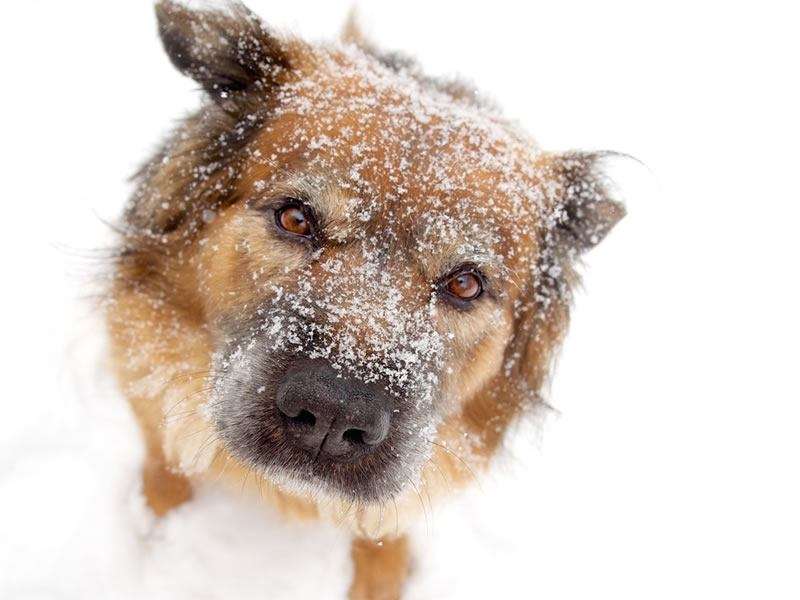 Einige Tipps, um Ihren Hund vor Kälte zu schützen