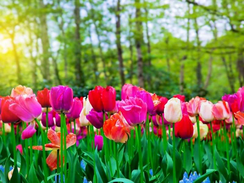 s'occuper du jardin au printemps