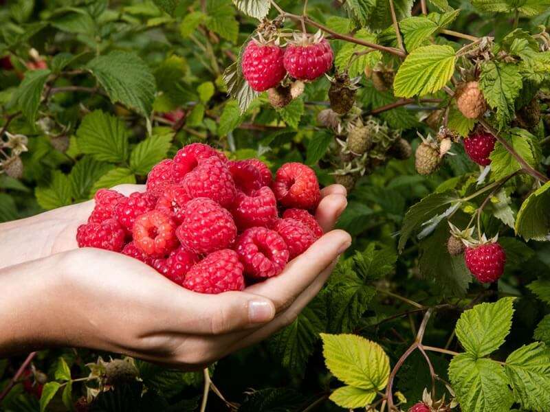 Garten im August: Beratung und Arbeit sind noch zu erledigen