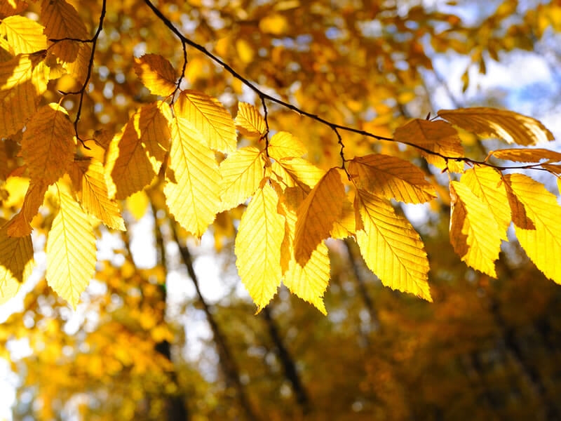 Garden in October