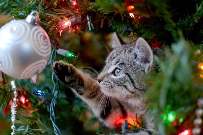 Weihnachtsbaum Tiere