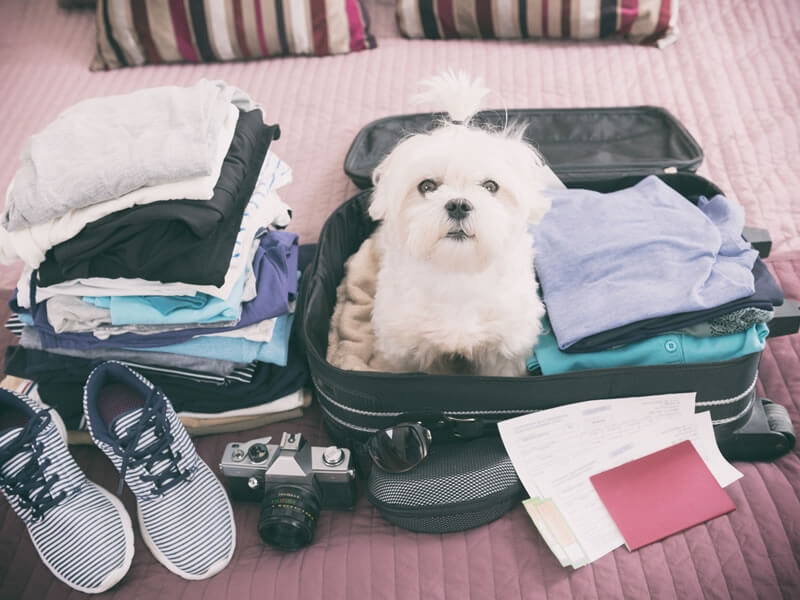 6 ways to keep your pet on vacation