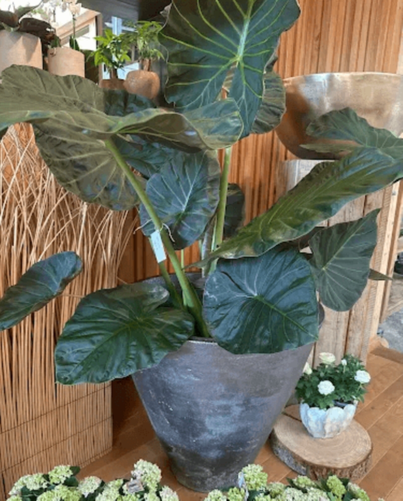 Plantes d’Intérieur & d’Extérieur