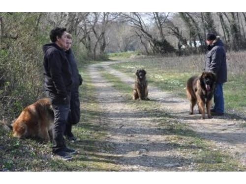 Ecole pour chien