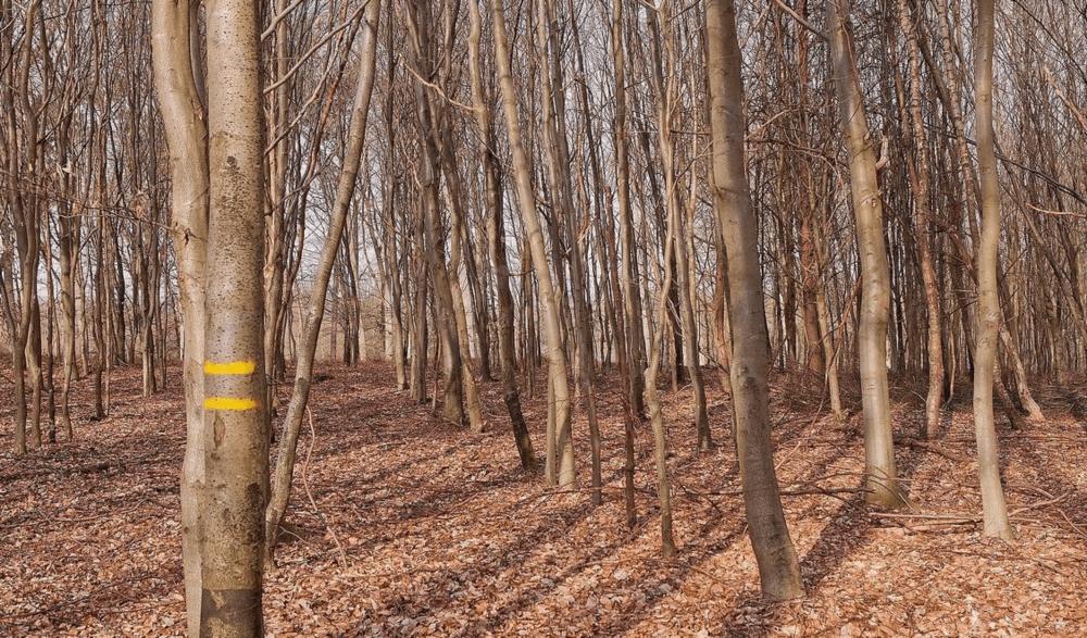 Eclaircie de foret 