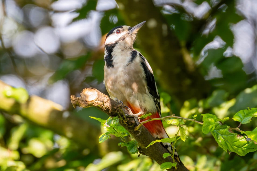 Vogelfotograf