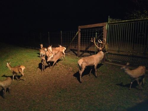 Balade au flambeau entre ferme et forêt