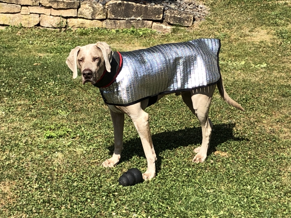 Kühlbandanas und Kühlwesten für Hunde