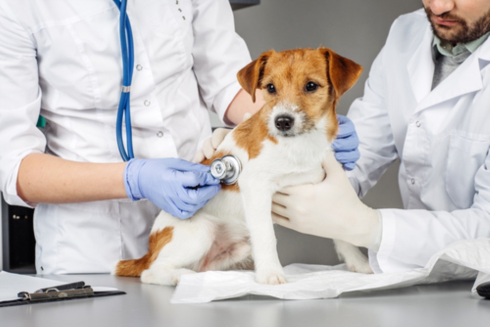 Santé chien et chat