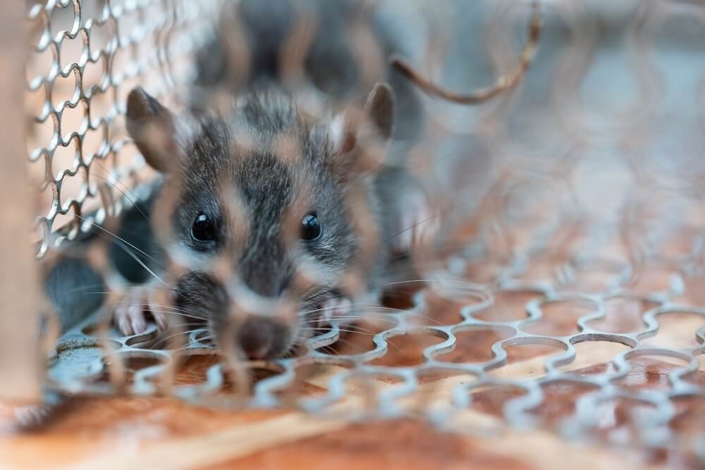 Une expertise complète contre tous les nuisibles