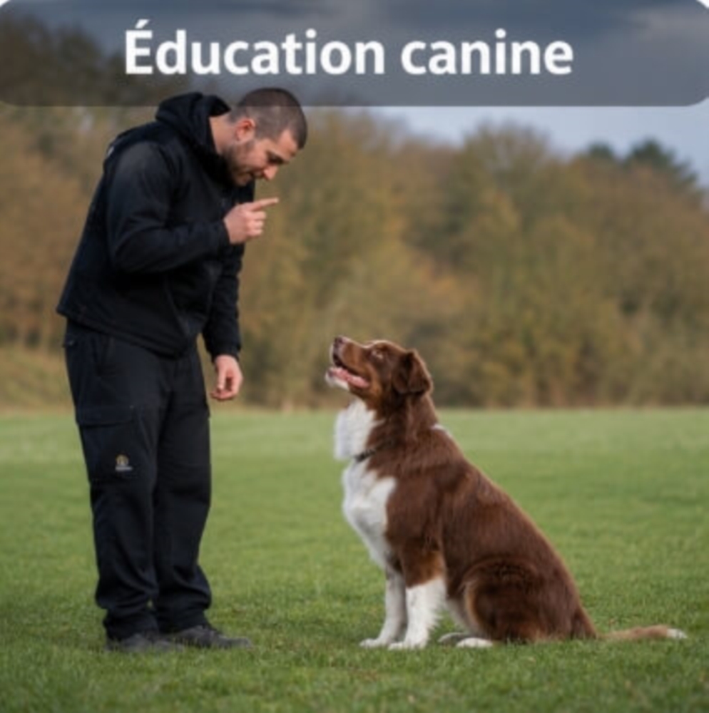 Éducation canine