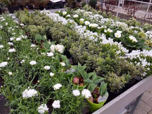 Plantes extérieures