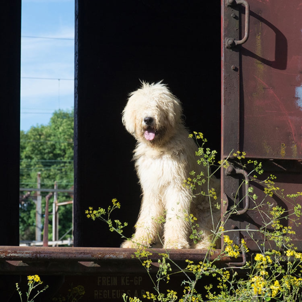 Adoption d'un chien