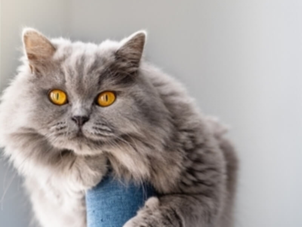 Adoption de chats
