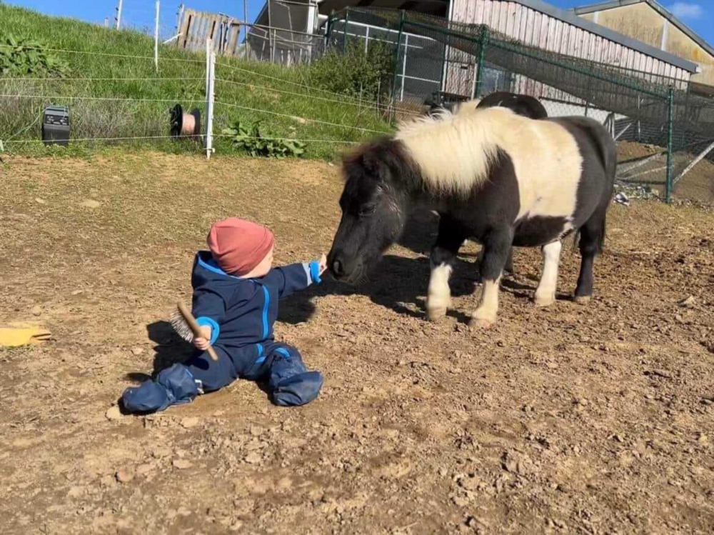 Ponybegegnung im Stall