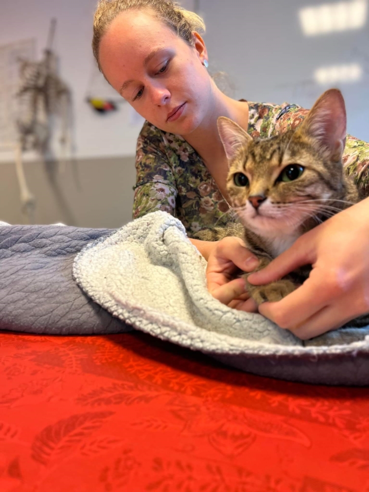 L'ostéopathie pour les Chats