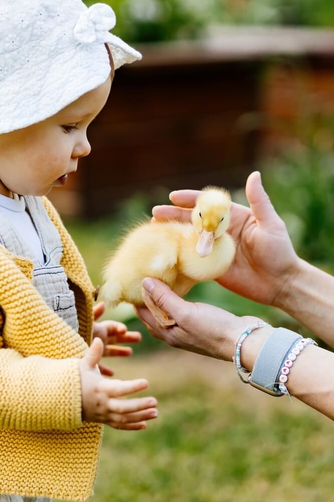 À la découverte des animaux de la ferme
