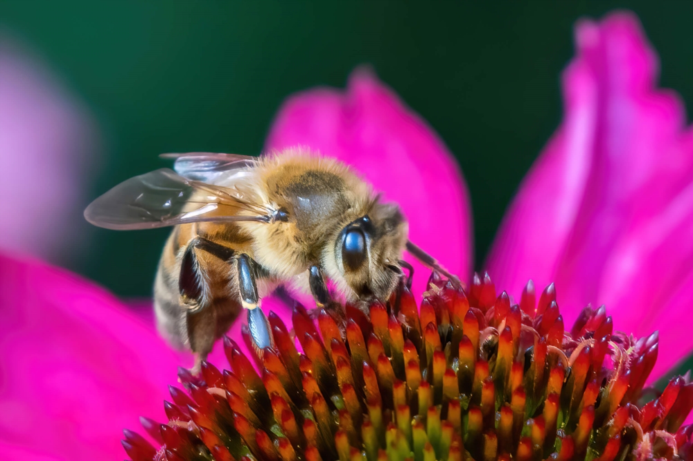 Naturfotograf