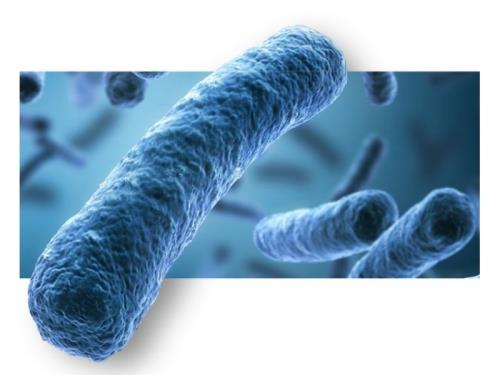 Désinfection des circuits d'eau sanitaire