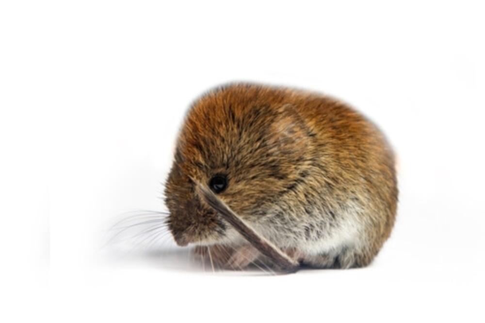 Pourquoi la dératisation est essentielle pour la santé 