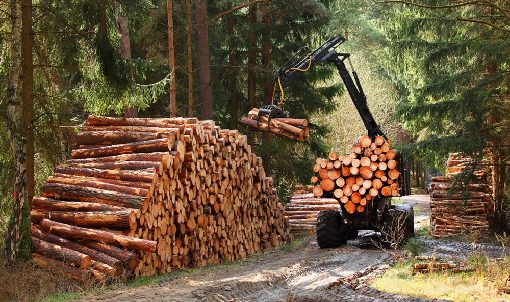 Arbeiten mit Rundholz 