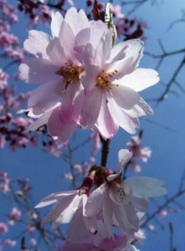 Un cerisier qui fleurit en hiver