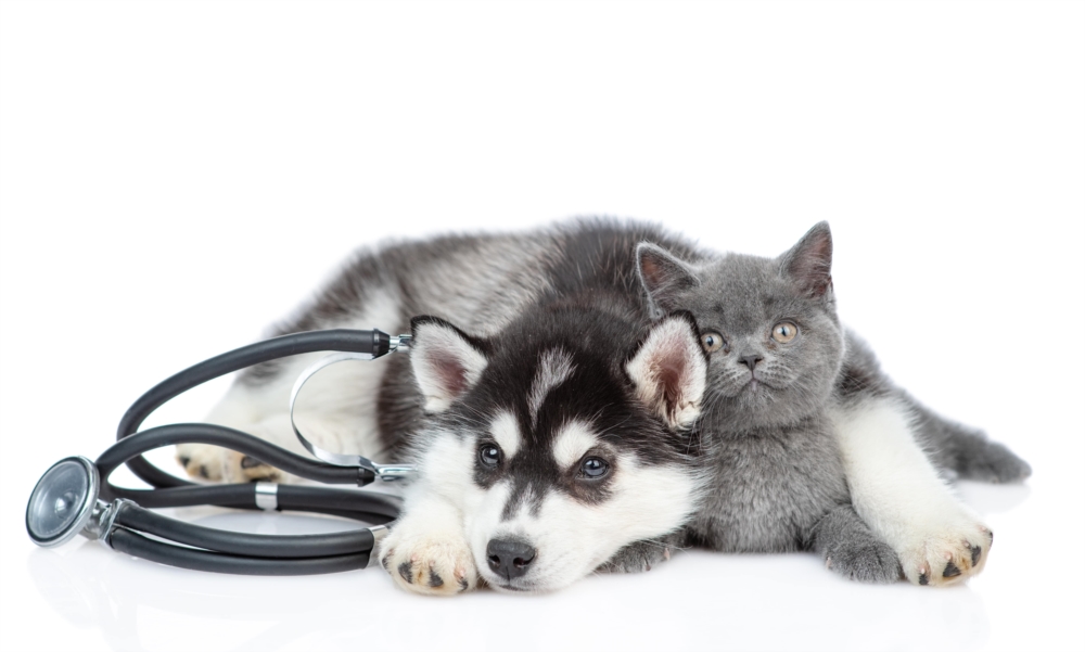 Produits pour animaux domestiques