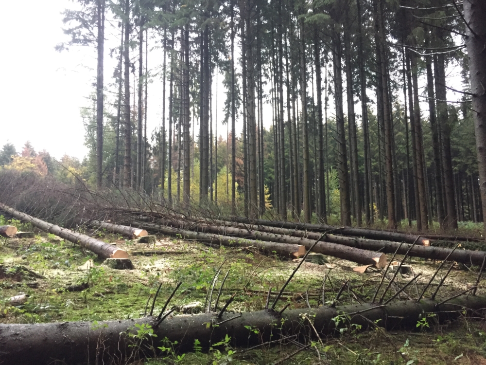 Exploitation forestière