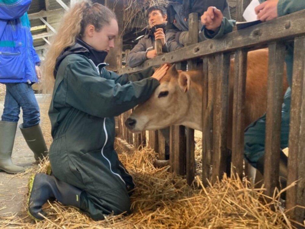 L'ostéopathie pour les Animaux de rente