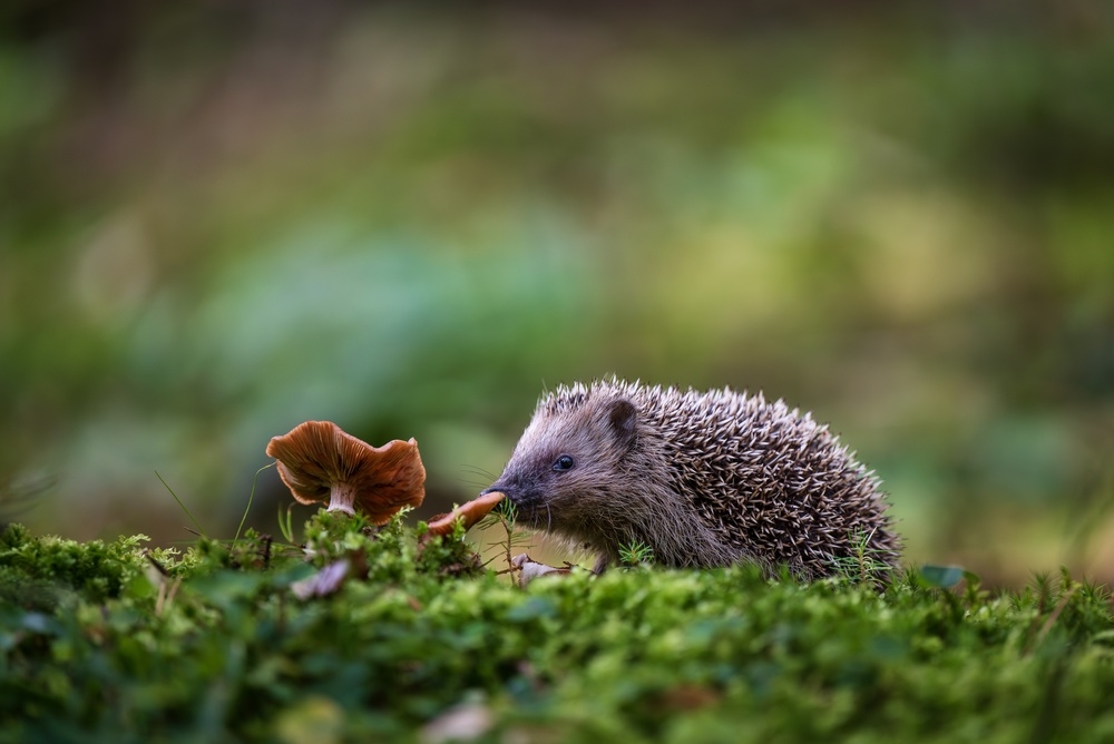 Mycothérapie