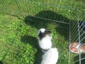 Nos petits lapins