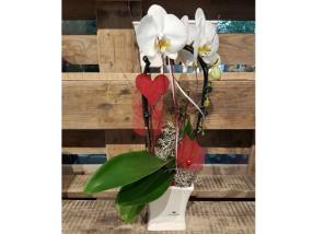 Orchidées