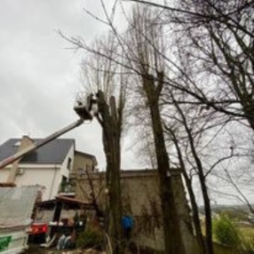 Travaux d’élagage – L&S Green Creations