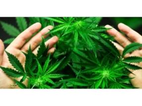 CBD