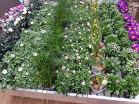 Plantes extérieures