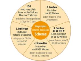Le cycle d'hébergement des poules