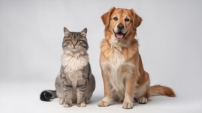 Animaux 