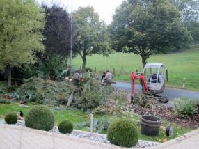 Abattage, élagage d'arbres dangereux 