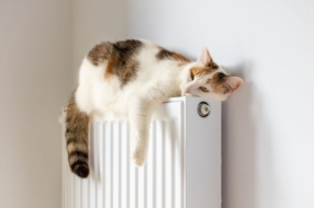 Pourquoi consulter un ostéopathe pour son animal ?