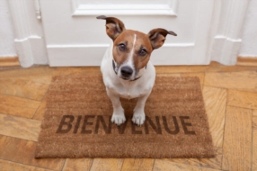 CONSULTATION PRÉ-ADOPTION