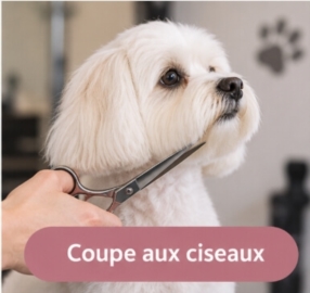 Coupe aux ciseaux
