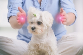 Médecine énergétique et informationnelle pour les animaux