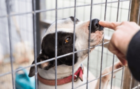 Sensibiliser les enfants à la protection animale
