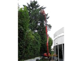 Abattage, élagage d'arbres dangereux 