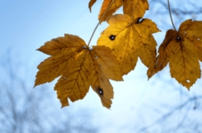 Expertises et conseils