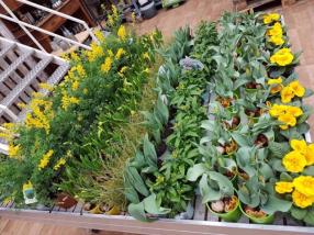 Plantes extérieures