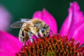 Photographe nature