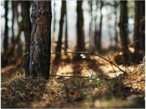 Avantages constructions en bois