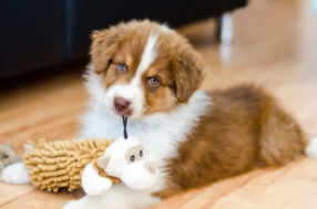 PACK CHIOT (DE 2 MOIS À 4 MOIS )